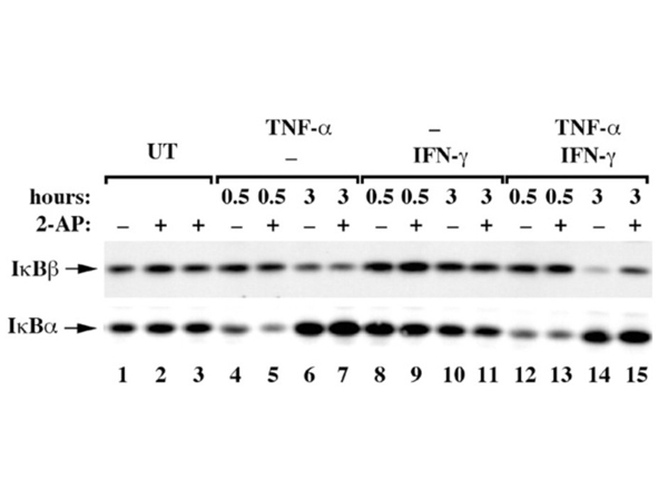 Western blot of IKB alpha